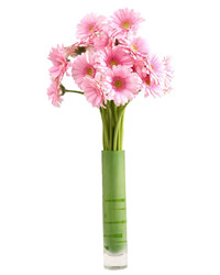 pink gerberas in a vase. USA